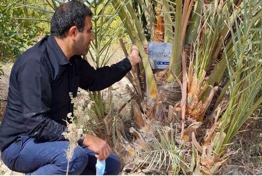 آغاز طرح شجره طیبه در جهرم با نامگذاری نخل‌ها به نام شهیدان