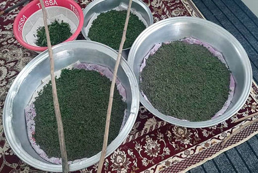 توزیع 28 جعبه تخم نوغان در شهرستان خداآفرین