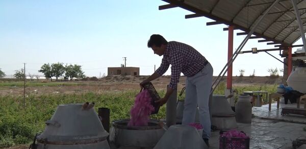 آغاز گلاب گیری در آران و بیدگل