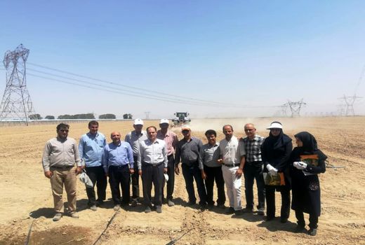 مزرعه پایلوت بذرهیبرید ذرت علوفه‌ای در پیشوا ایجاد شد