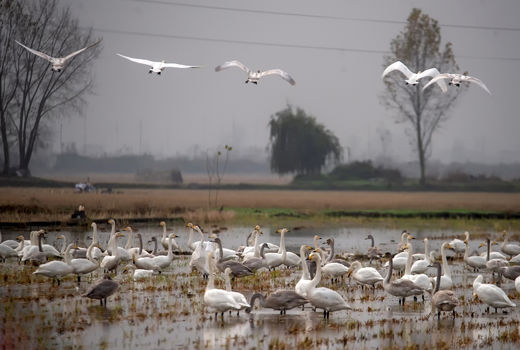 مهاجرت قوهای سیبری به مازندران