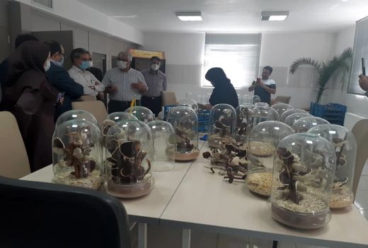 ایجاد ارزش افزوده با تولید قارچ‌های خشک زینتی