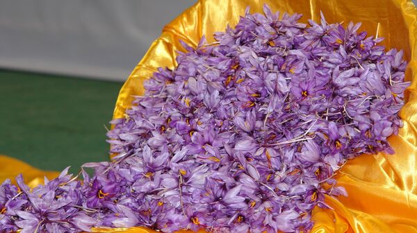 زعفران سرایان نیازمند نگاه ویژه