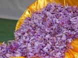 زعفران سرایان نیازمند نگاه ویژه
