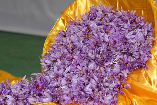 زعفران سرایان نیازمند نگاه ویژه