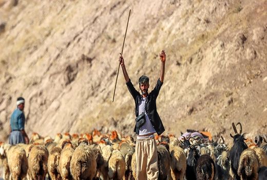 عشایر در شرایط بحران نقش راهبردی دارند/ لزوم توزیع 300 هزارتن علوفه بین عشایر
