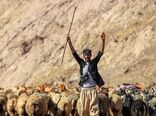 عشایر در شرایط بحران نقش راهبردی دارند/ لزوم توزیع 300 هزارتن علوفه بین عشایر