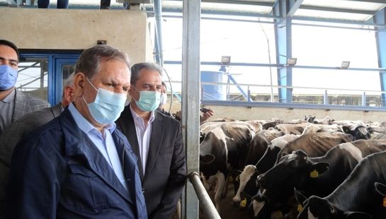 بازدید وزیر جهاد کشاورزی و معاون اول رئیس جمهور از مرغداری و گاوداری در جنوب استان تهران