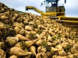 پیش‌بینی برداشت ۸۰ هزار تن چغندرقند در چهارمحال و بختیاری