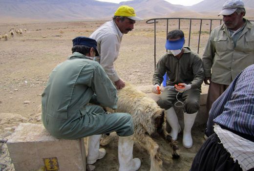 آغاز مرحله دوم برنامه ملی ریشه کنی بیماری طاعون نشخوارکنندگان کوچک در چهارمحال و بختیاری