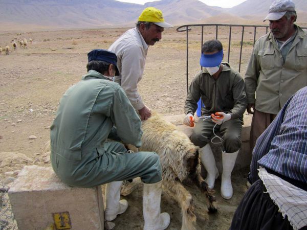 آغاز مرحله دوم برنامه ملی ریشه کنی بیماری طاعون نشخوارکنندگان کوچک در چهارمحال و بختیاری