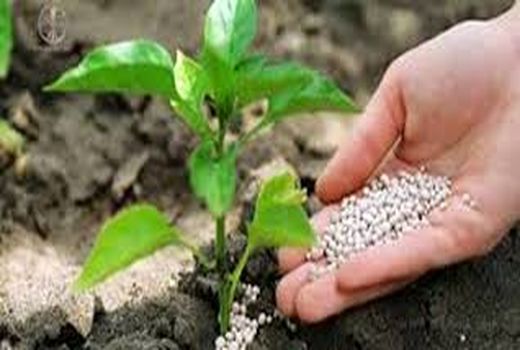 کشاورزان در این فصل، تغذیه گیاهی را جدی بگیرند 