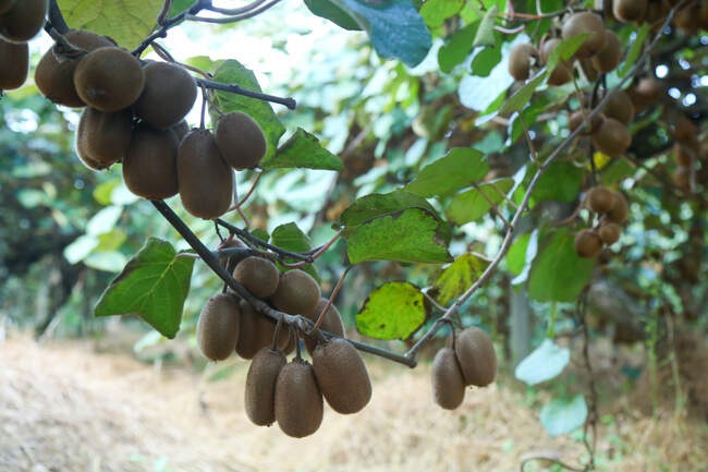  میوه ای شگفت انگیز به نام کیوی 