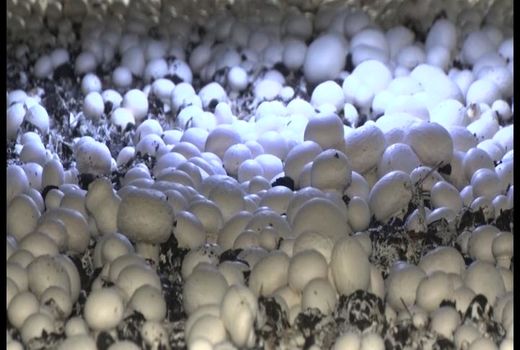 تولید ۲۵ تن قارچ در مجهزترین واحد پرورش قارچ استان