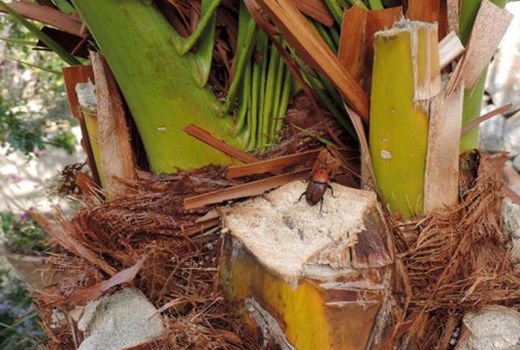 ردیابی آفت سوسک سرخرطومی در نخلستان های شهرستان نرماشیر 