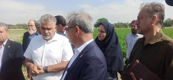 رصد و ارزیابی ۶۰۰ رقم گوجه‌فرنگی در مرکز آموزش عالی امام خمینی(ره)