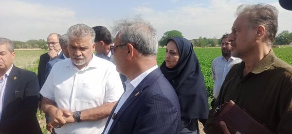 رصد و ارزیابی ۶۰۰ رقم گوجه‌فرنگی در مرکز آموزش عالی امام خمینی(ره)