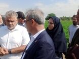 رصد و ارزیابی ۶۰۰ رقم گوجه‌فرنگی در مرکز آموزش عالی امام خمینی(ره)