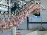 پایداری تولید گوشت مرغ در مرغداری‌های استان قزوین