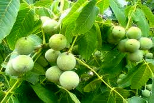 برگزاری جلسه ساماندهی برداشت و حمل چوب در شهرستان بافت  