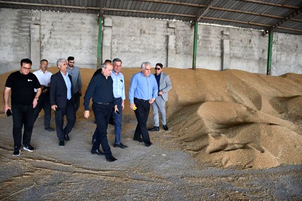 آغاز عملیات خرید تضمینی گندم و کلزا در آذربایجان شرقی از شهرستان خداآفرین