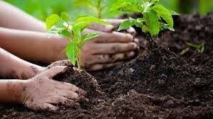 ایده یک مسئول جهاد کشاورزی برای پوشش گیاهی «حرم تا حرم»