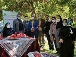  جشنواره آنلاین برداشت سیب در شهرستان بروجرد 