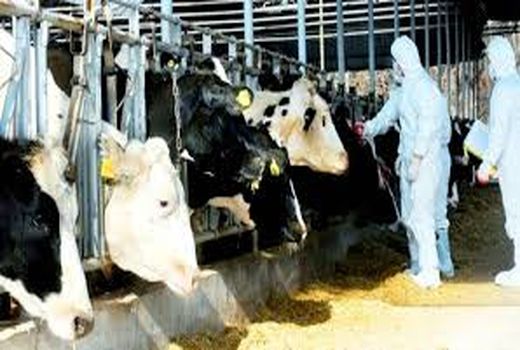 بهداشت جایگاه دام و پیشگیری از بیماری های دامی در امیدیه