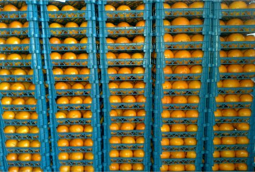 لزوم شناسنامه‌دار کردن محصولات باغی برای توسعه صادرات