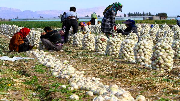 اصفهان، قطب تولید پیاز در کشور