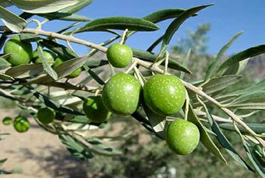 از صادرات ۵۰ درصدی تولید کیوی گیلان تا اجرای طرح توسعه باغات گیلان
