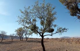  هم‌نوایی جهاد و طبیعت