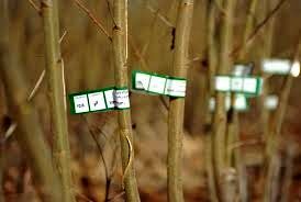 توزیع نهال بدون شناسه در کازرون ممنوع است 