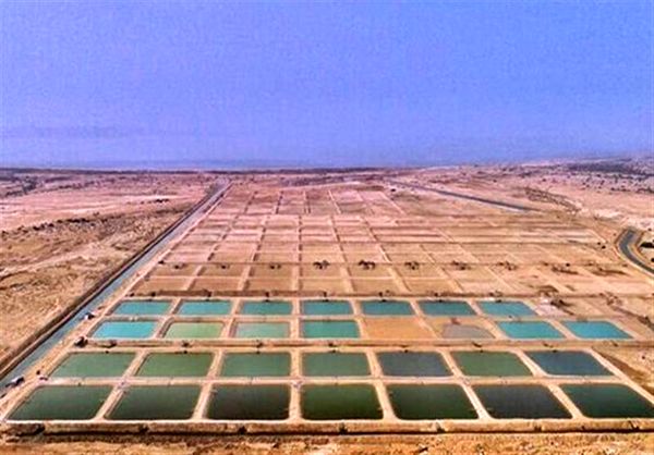 تقویت زیرساخت‌های آزمایشگاهی و مقابله با بیماری میگو در بوشهر