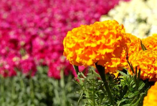 پنجمین جشنواره گل‌های بهاره در خمینی شهر