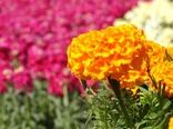 پنجمین جشنواره گل‌های بهاره در خمینی شهر