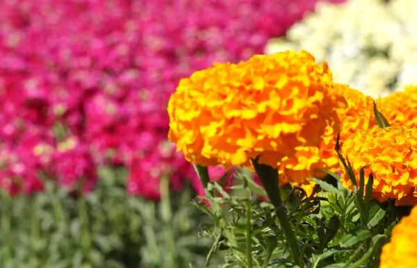 پنجمین جشنواره گل‌های بهاره در خمینی شهر