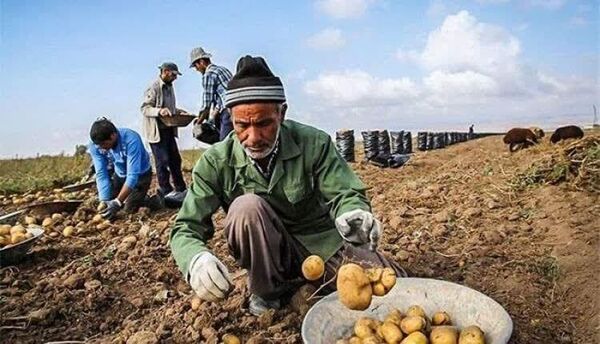 چهارمحال و بختیاری قطب تولید سیب‌زمینی در کشور