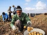 چهارمحال و بختیاری قطب تولید سیب‌زمینی در کشور