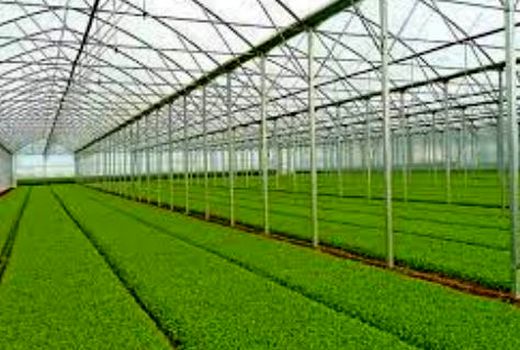 استان بوشهر قطب تولید نشای جنوب کشور 