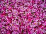 گل‌محمدی؛ میراث معطر ایران و محور توسعه صنایع فرآوری گیاهان دارویی