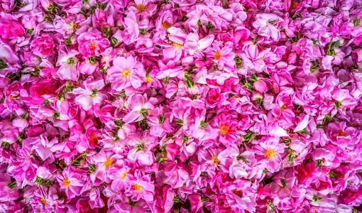 گل‌محمدی؛ میراث معطر ایران و محور توسعه صنایع فرآوری گیاهان دارویی