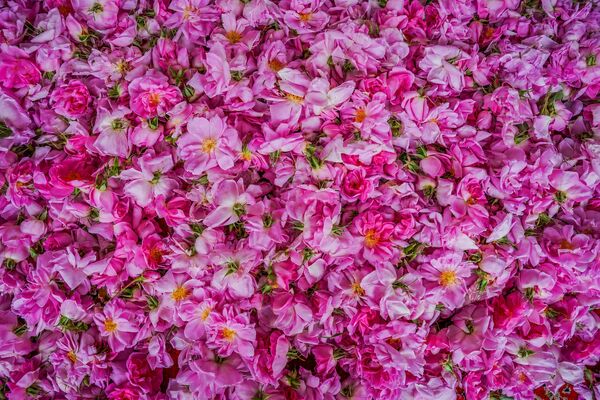 گل‌محمدی؛ میراث معطر ایران و محور توسعه صنایع فرآوری گیاهان دارویی