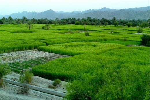 توسعه ۴۲۸ هکتاری کشت فراسرزمینی