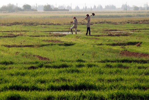کشاورزی سنتی، در انتهای جدول کارآفرینی