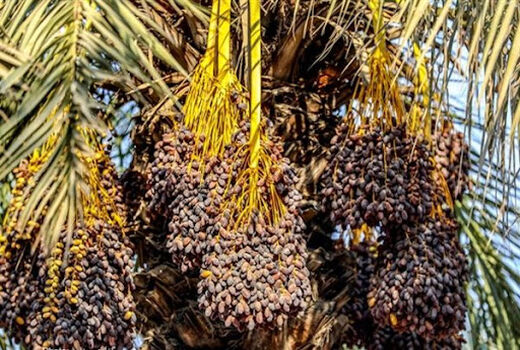 فروش خرمای استعمران از طریق مزایده 