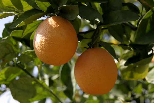 پیش‌بینی تولید 132 هزار تن محصول پرتقال در هرمزگان