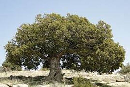 مهار طغیان بیماری انگلی درختان ارس با راهکارهای مکانیکی 