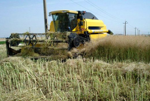 برداشت کلزا از مزارع استان  قزوین آغاز شد