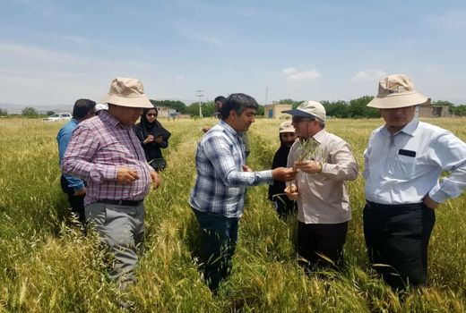بازدید معاون دفتر پیش‌آگاهی سازمان حفظ نباتات کشور از مزارع گندم استان قزوین
